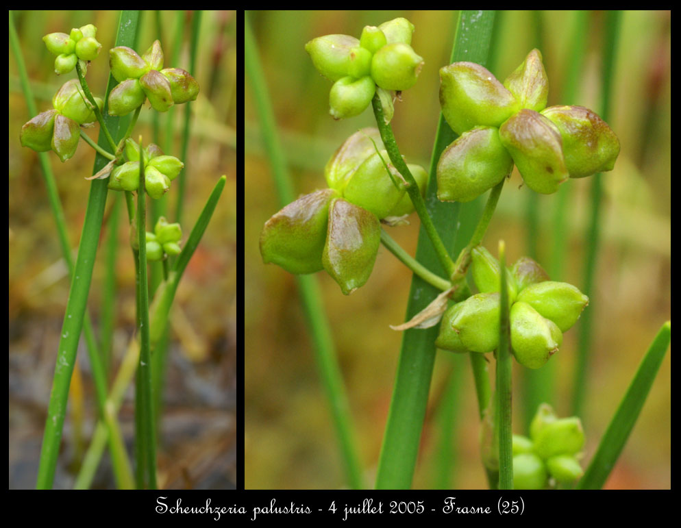 Scheuchzeria palustris